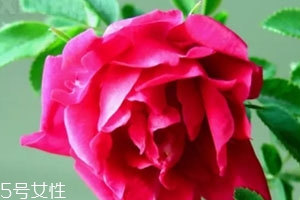 苦水玫瑰多少錢一斤？