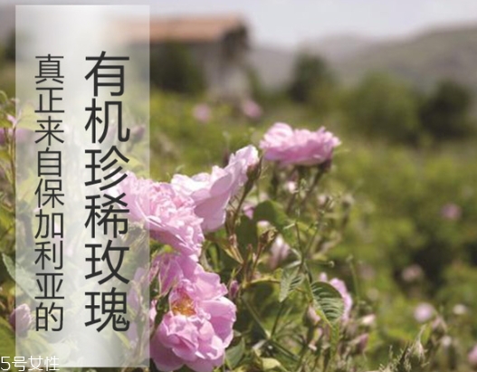 純露怎么用？居然有8種用法