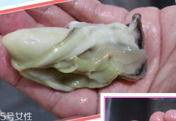 生蠔會(huì)有寄生蟲嗎？不生吃就沒關(guān)系
