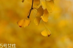 銀杏膠囊主要治什么病？