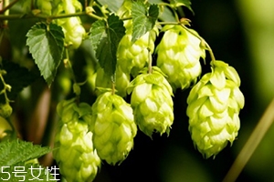 啤酒花是什么？啤酒花功效與作用