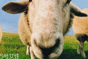 綿羊油和貂油哪個好？