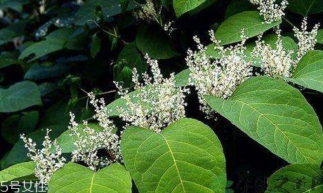 白藜蘆醇哪些人不能吃？過量有毒性