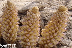 鎖陽什么時(shí)候挖最好