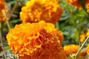 葉黃素可以保護眼睛嗎？有這個作用