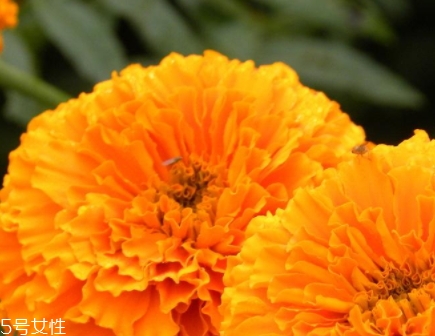 葉黃素可以空腹吃嗎？服用葉黃素要注意這些問題