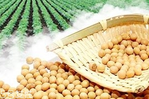 卵磷脂能和鈣一起吃嗎？分開服用為佳