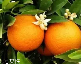 柑橘調(diào)香水好聞嗎？吃了這個大橘子