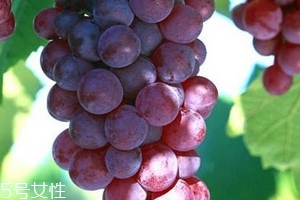 葡萄籽會推遲月經(jīng)嗎？一般不會