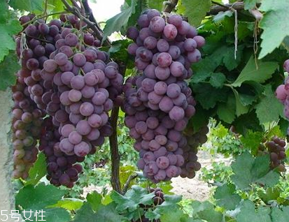 葡萄籽會(huì)上火嗎？正常是不會(huì)的