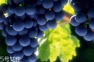 葡萄籽會發(fā)胖嗎？不會發(fā)胖