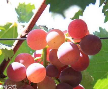 葡萄籽能去黃褐斑嗎？有一定效果