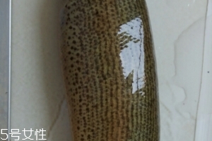 泥鰍是鯰魚嗎？泥鰍跟鯰魚不同