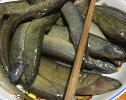 泥鰍是鯰魚嗎？泥鰍跟鯰魚不同