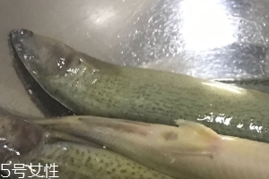 泥鰍會(huì)吃小魚(yú)嗎？這個(gè)是不會(huì)的