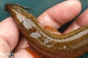 吃泥鰍會過敏嗎？一般不會