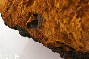 樺樹茸為什么中國禁止？樺樹茸國內(nèi)能買到嗎？