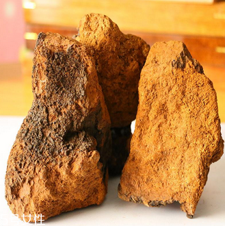 樺樹茸怎么吃？樺樹茸正確吃法