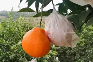 春見為什么叫耙耙柑？春見和耙耙柑區(qū)別