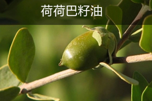 荷荷巴油可以豐胸嗎？荷荷巴油豐胸手法