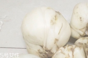 新鮮百合能種嗎？新鮮百合好種植嗎？