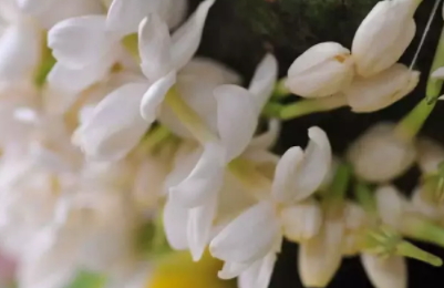 茉莉精油多少錢一瓶？茉莉精油為什么貴