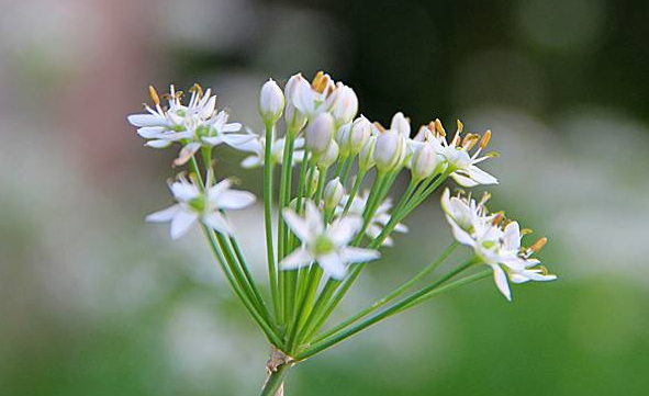 韭菜花多少錢一斤？韭菜花市場(chǎng)行情