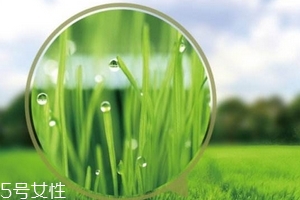 大麥若葉青汁會(huì)過(guò)敏嗎？
