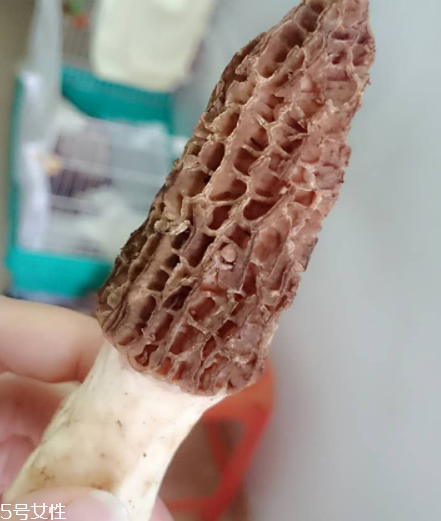 羊肚菌是什么東西？羊肚菌能吃嗎？