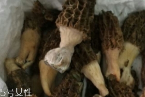 羊肚菌是怎么長(zhǎng)出來(lái)的？