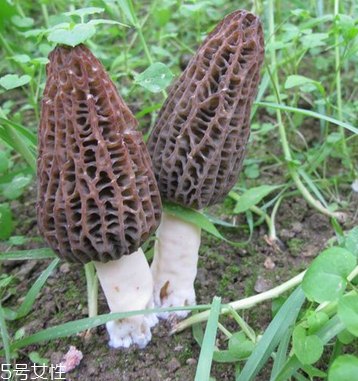 羊肚菌是發(fā)物嗎？羊肚菌屬于發(fā)物嗎？