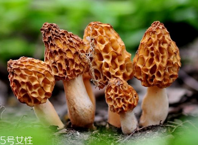 羊肚菌是發(fā)物嗎？羊肚菌屬于發(fā)物嗎？