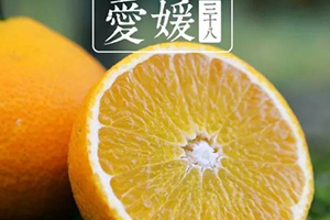 愛媛38號(hào)是橙子還是橘子？愛媛38號(hào)適合哪里種植？