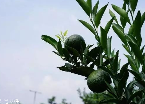 小青柑會發(fā)霉嗎？小青柑如何保存？