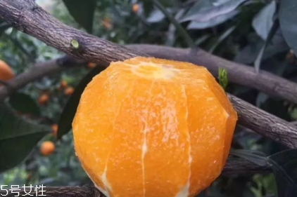 倫晚臍橙口感是酸的還是甜的？倫晚臍橙好吃嗎