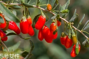 枸杞是發(fā)物嗎？枸杞屬于發(fā)物嗎？
