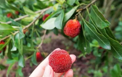 東魁楊梅好吃嗎？東魁楊梅為什么這么火