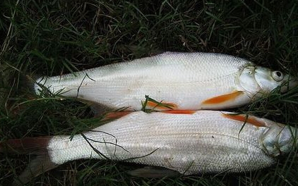 紅尾魚怎么做好吃？紅尾魚的做法大全