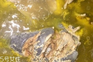 烏骨雞是烏雞嗎？烏骨雞是什么雞？