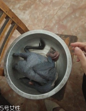 烏骨雞是烏雞嗎？烏骨雞是什么雞？
