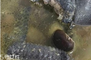 烏雞是發(fā)物嗎？烏雞屬于發(fā)物嗎？