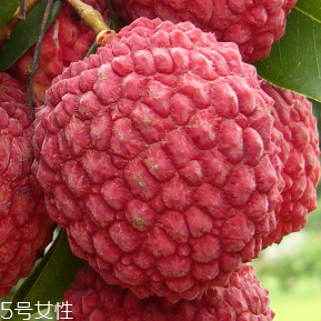 荔枝的品種 荔枝有哪些種類？