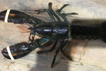 波士頓龍蝦是淡水的嗎？波士頓龍蝦是海里的嗎？