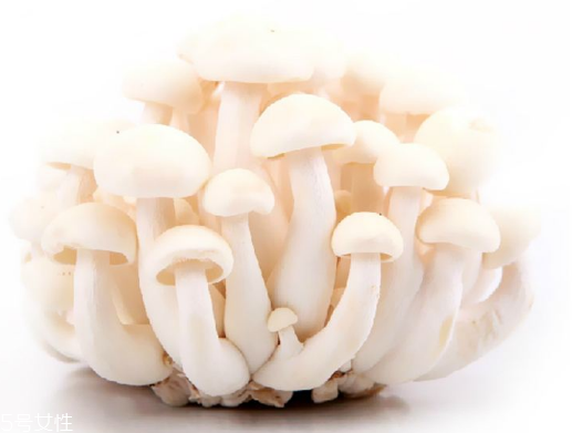 白玉菇和海鮮菇的區(qū)別 白玉菇和海鮮菇是一樣的嗎？