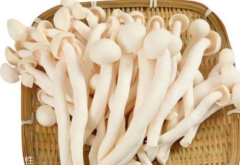 白玉菇的營養(yǎng)價(jià)值 白玉菇有什么營養(yǎng)？