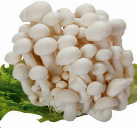 白玉菇的選購(gòu)技巧 白玉菇怎么挑選？