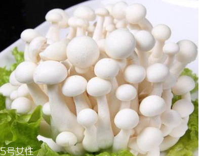 白玉菇的選購(gòu)技巧 白玉菇怎么挑選？
