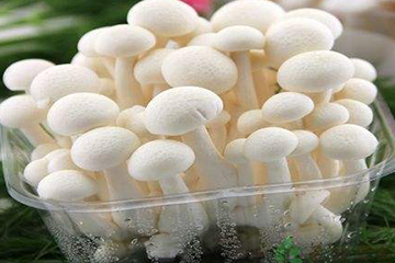 白玉菇為什么是苦的？白玉菇怎么會苦？