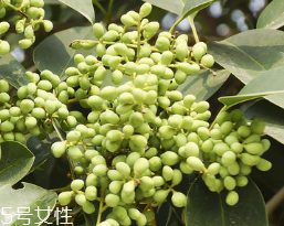 女貞子怎么保存？女貞子怎么保存最好？
