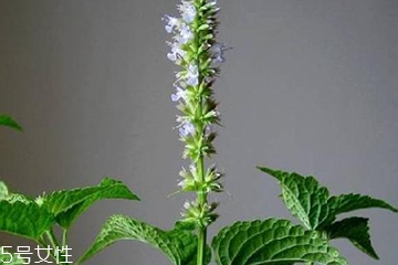 藿香是發(fā)物嗎？皮膚過(guò)敏的人能吃藿香嗎？